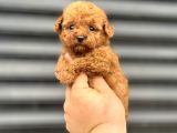 Renk Renk Bebek Surat Toy Poodle Bebekler