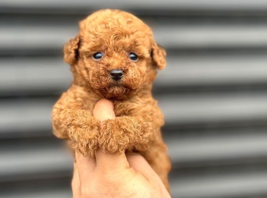 Kore Poodle Yavrumuz A Kali̇te Aşili