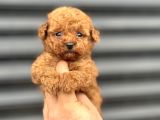 Renk Renk Bebek Surat Toy Poodle Bebekler