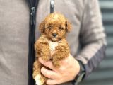 PARTY COLOUR ÖZEL RENK POODLE BEBEĞİMİZ