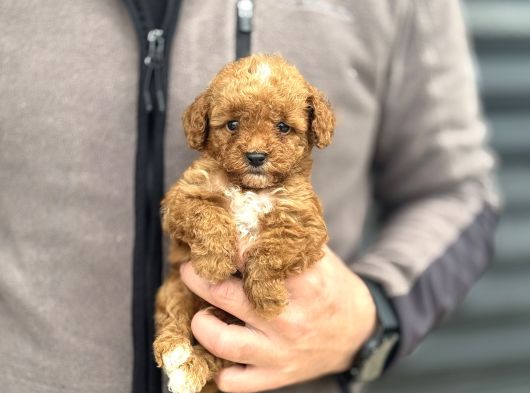 Party Colour Özel Renk Poodle Bebeği̇mi̇z
