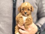 Party Colour Özel Renk Poodle Bebeği̇mi̇z
