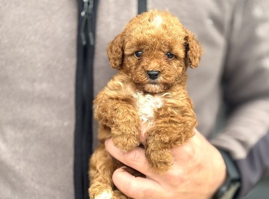 Party Colour Özel Renk Poodle Bebeği̇mi̇z görsel