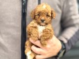 Party Colour Özel Renk Poodle Bebeği̇mi̇z