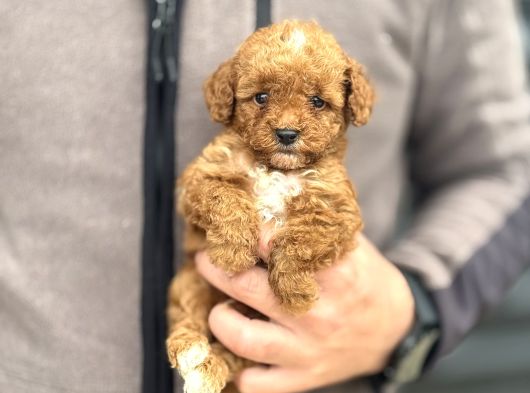 Party Colour Özel Renk Poodle Bebeği̇mi̇z görsel