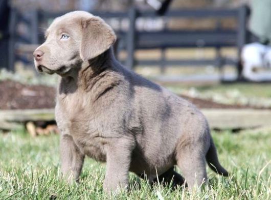 Blue Labrador En Özel Nadi̇r Renk Türki̇yede Tek görsel