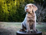 BLUE LABRADOR EN ÖZEL NADİR RENK TÜRKİYEDE TEK