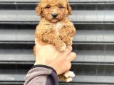 Party Colour Poodle Bebeği̇mi̇z