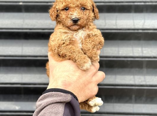 Party Colour Poodle Bebeği̇mi̇z