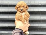 Party Colour Poodle Bebeği̇mi̇z