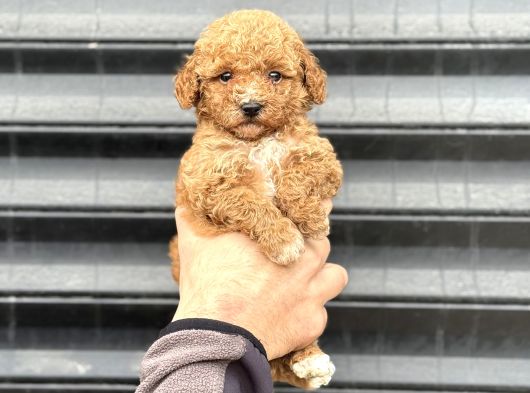 Party Colour Poodle Bebeği̇mi̇z görsel