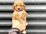 Party Colour Poodle Bebeği̇mi̇z