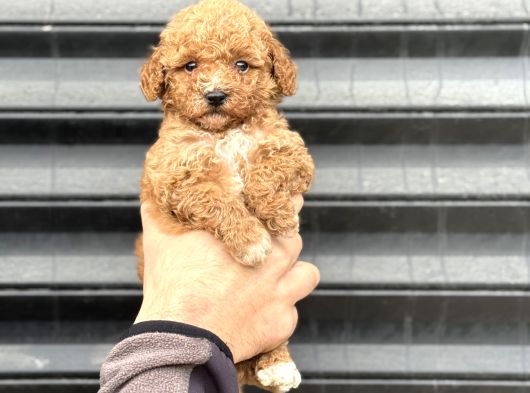 Party Colour Poodle Bebeği̇mi̇z görsel