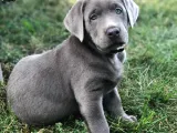 SİLVER LABRADOR YAVRUMUZ TÜRKİYEDE TEK