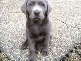 Si̇lver Labrador Yavrumuz Türki̇yede Tek
