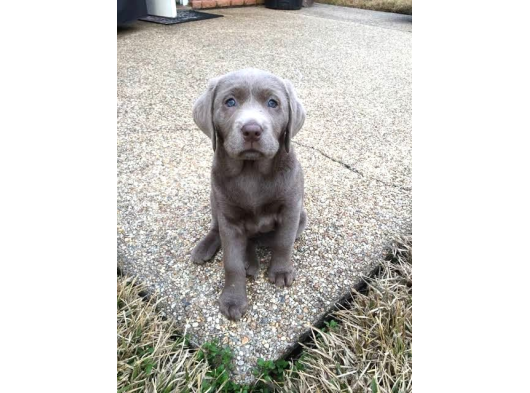 Si̇lver Labrador Yavrumuz Türki̇yede Tek görsel