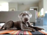 Si̇lver Labrador Yavrumuz Türki̇yede Tek
