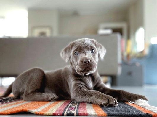 Si̇lver Labrador Yavrumuz Türki̇yede Tek görsel