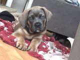 A Kalite Cane Corso Yavruları
