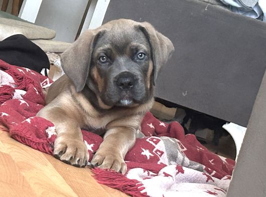 A Kalite Cane Corso Yavruları görsel