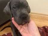 A Kalite Cane Corso Yavruları