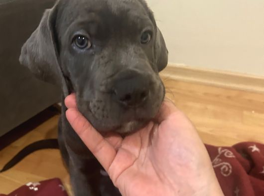 A Kalite Cane Corso Yavruları görsel