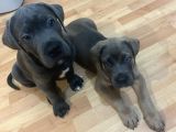 A Kalite Cane Corso Yavruları