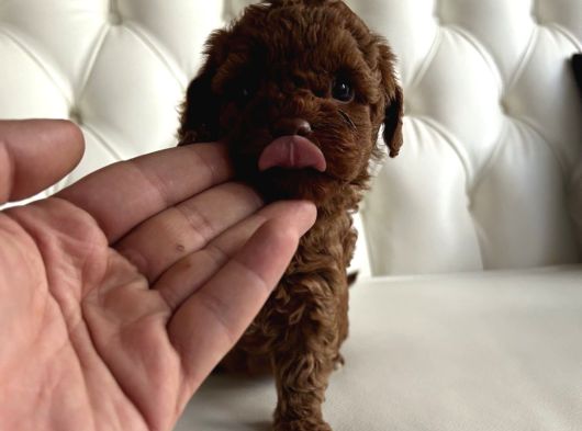 Üst Düzel Toy Poodle Yavrular