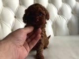 Üst Düzel Toy Poodle Yavrular