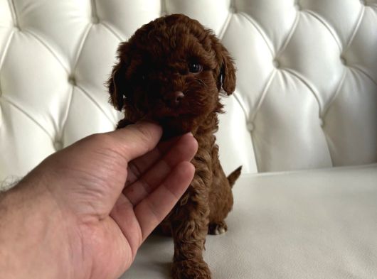 Üst Düzel Toy Poodle Yavrular görsel