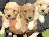 Şirin maltipoo yavrularımız