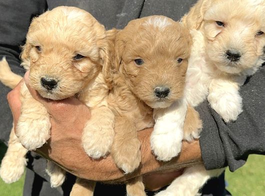 Şirin maltipoo yavrularımız