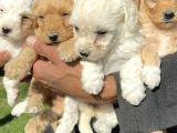 Şirin Maltipoo Yavrularımız