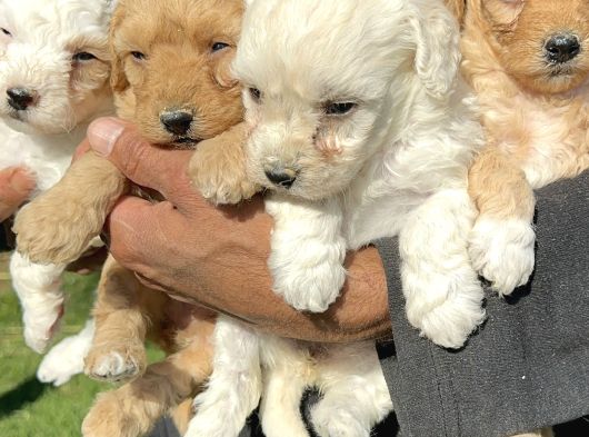 Şirin Maltipoo Yavrularımız görsel
