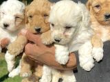 Şirin Maltipoo Yavrularımız