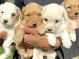 Şirin Maltipoo Yavrularımız