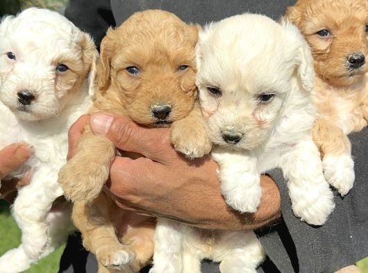 Şirin Maltipoo Yavrularımız görsel