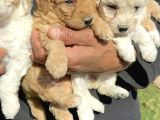 Şirin Maltipoo Yavrularımız