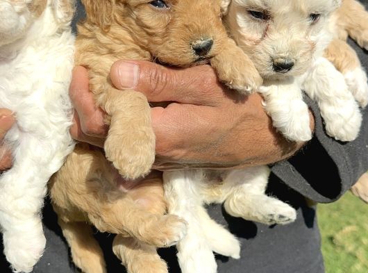 Şirin Maltipoo Yavrularımız görsel