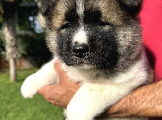 Amerikan Akita Yavrularımız görsel