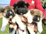 Amerikan Akita Yavrularımız