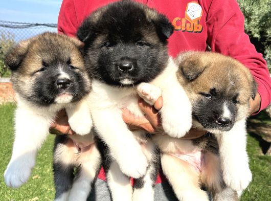 Amerikan Akita Yavrularımız görsel
