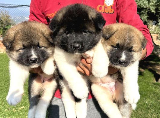 Amerikan Akita yavrularımız