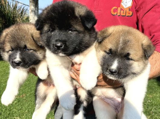 Amerikan Akita Yavrularımız görsel