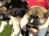 Amerikan Akita Yavrularımız