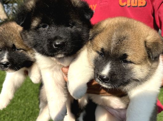Amerikan Akita Yavrularımız görsel