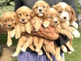 Şirin cavapoo yavrularımız