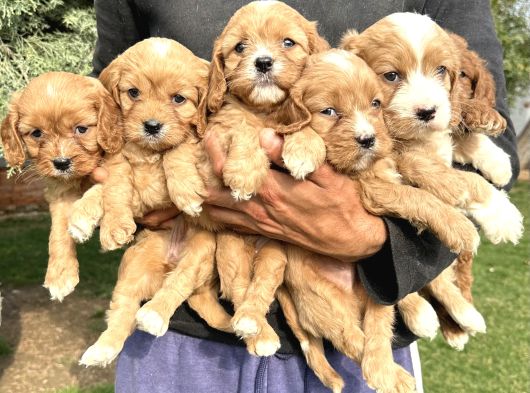 Şirin cavapoo yavrularımız