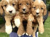 Şirin Cavapoo Yavrularımız