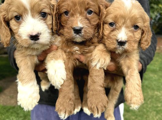 Şirin Cavapoo Yavrularımız görsel